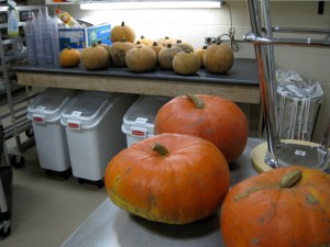 in the forefront, Cinderala Pumpkins (that's their name!) and the tastiest little pumpkins in Ontario!